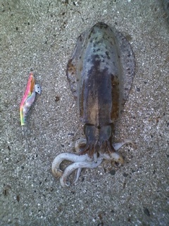 fish0007.jpg